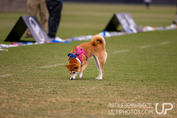2025 USA Ultimate Club Nationals