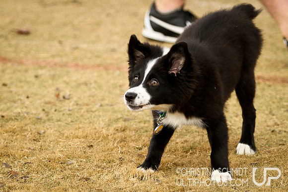 AFDC's 12 Days Hat Tournament -- 2012