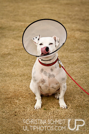 AFDC's 12 Days Hat Tournament -- 2012