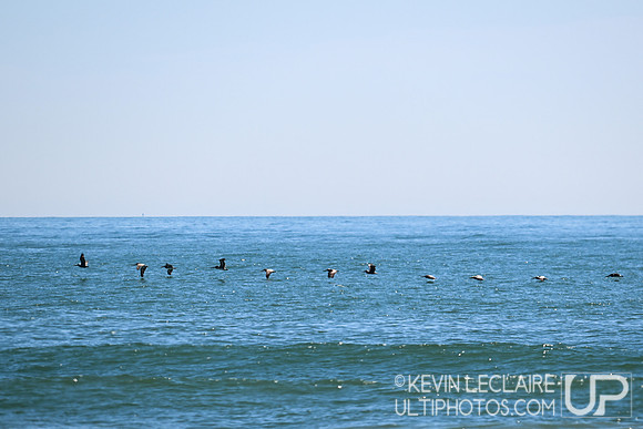 Banner FC v Ducks - MM Final - 2026 USA Ultimate Beach Champions