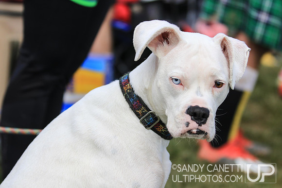 Fools Fest 2019 - Saturday Action