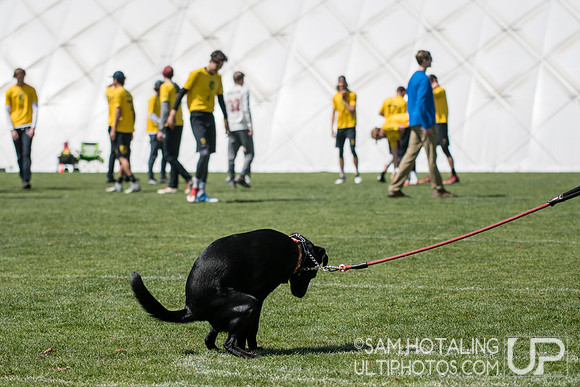 Zelda the dog interrupts bracket play at Rocky Mountain DI Conf. Championships, Men's