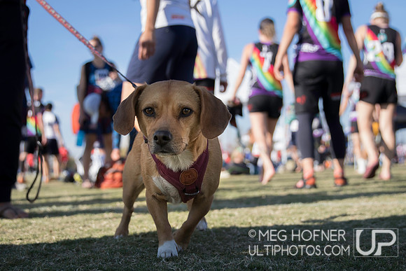 WFDF 2024 World Masters Ultimate Championships