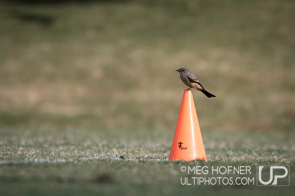 WFDF 2024 World Masters Ultimate Championships